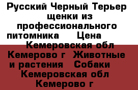 Русский Черный Терьер - щенки из профессионального питомника ! › Цена ­ 25 000 - Кемеровская обл., Кемерово г. Животные и растения » Собаки   . Кемеровская обл.,Кемерово г.